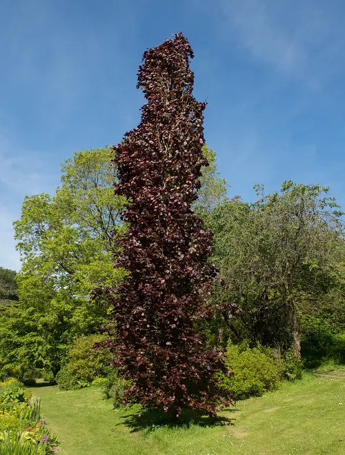 best Top Narrow Trees for Small Spaces & Container Gardens