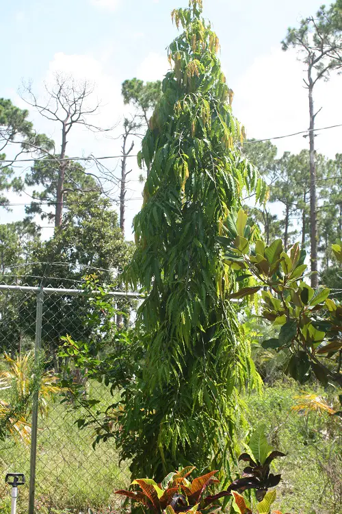 The Best Small Gardens & Container Trees