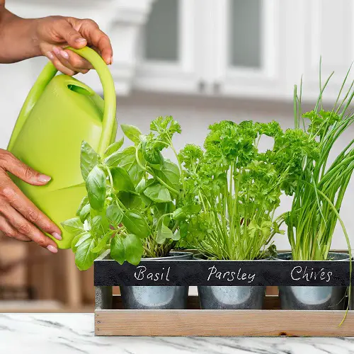 Use a fertlizer with Low-Nitrogen Content