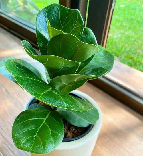 top Various Ficus Lyrata varieties in gardens