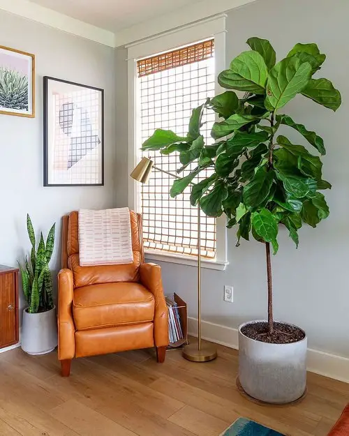 Different Types of Ficus Lyrata