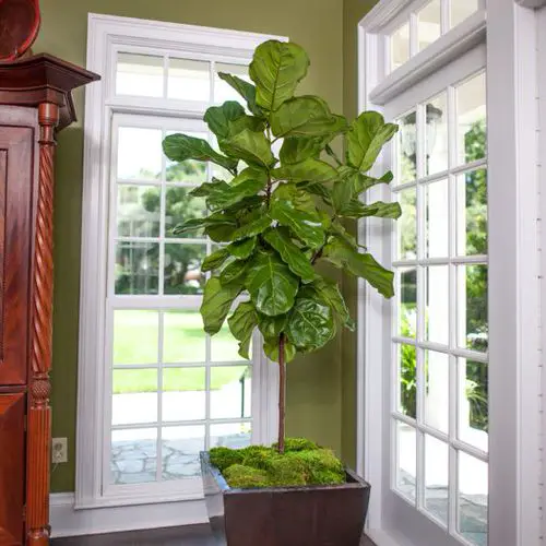 best South Window Facing Foliage Plants