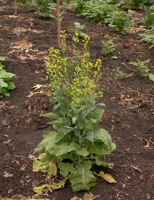 Plants to Avoid Growing Near Beets