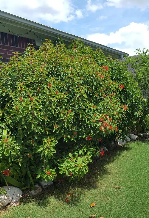 Firebush Flower Hedge Plants
