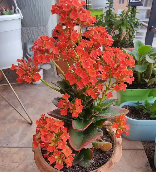 Never Throw Leaves of These Plants 7