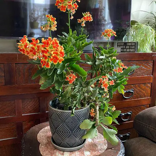 Succulents with Red Flowers