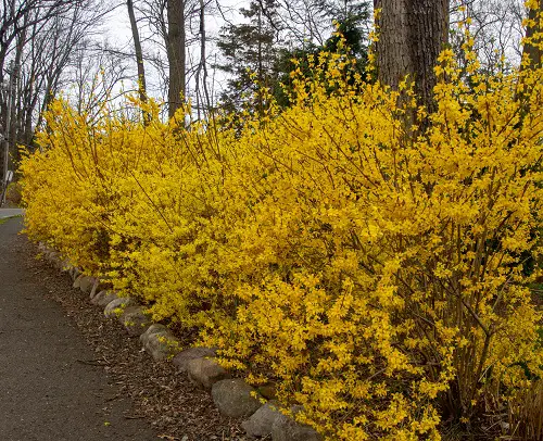 forsythia Flower Hedge Plants