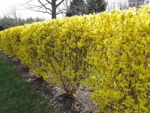 top best Gorgeous Hedging Plants