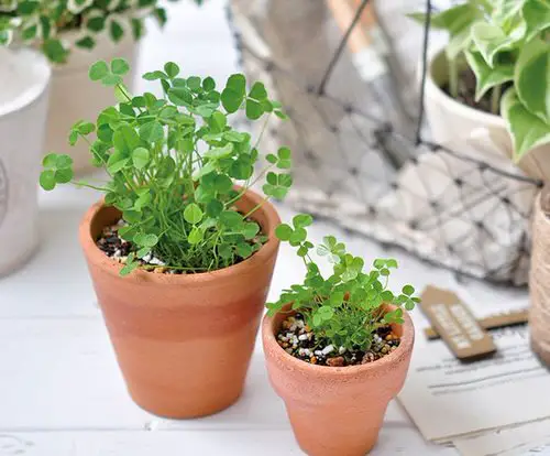 top Indoor Plants That Can Be Grown Above a Fridge
