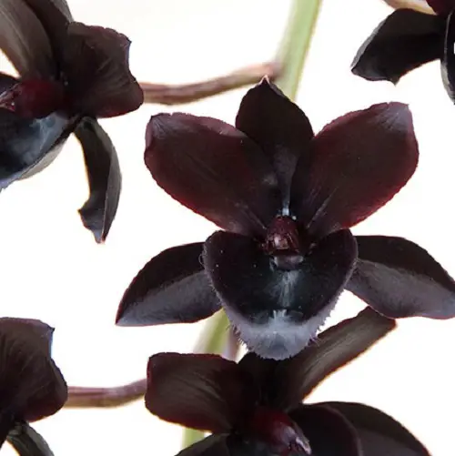 beautiful Rare Black Orchid Flowers