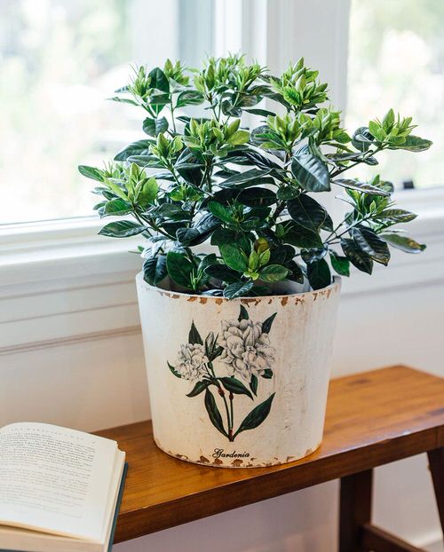 Plants for Insomnia and Sleep Apnea According to Studies