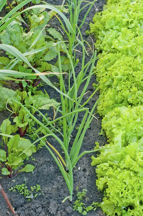 garlic is best Beets Companion Plants