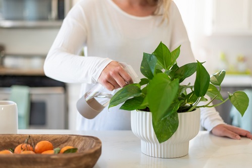 Give It an Extra Nutrition Turn Leggy Pothos Plant Bushier 3