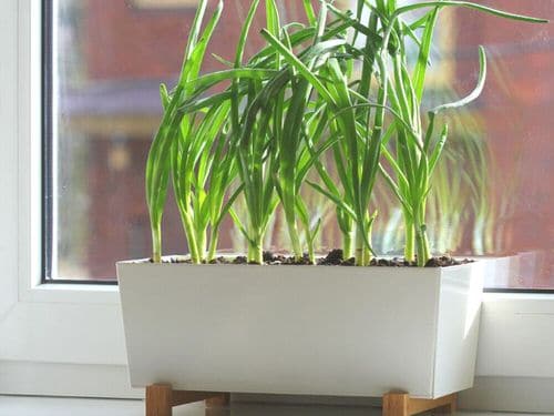top Most Used Pot Friendly Vegetables