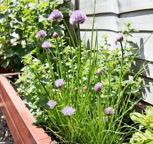 Grow Aphid Repelling Plants