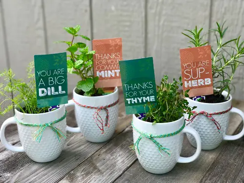 Setup a Herb Garden in Coffee Mugs