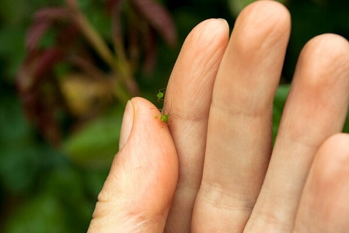 Hand Pick the Aphids