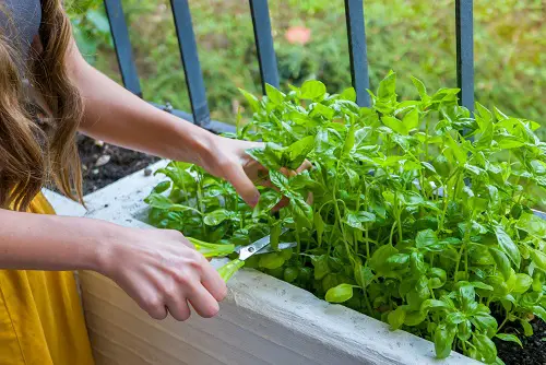 Always Pick Leaves Before the Herbs Bloom