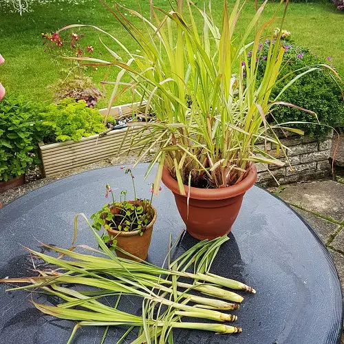 Harvesting Lemon Grass
