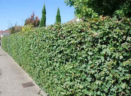 lovely Hedging Plants
