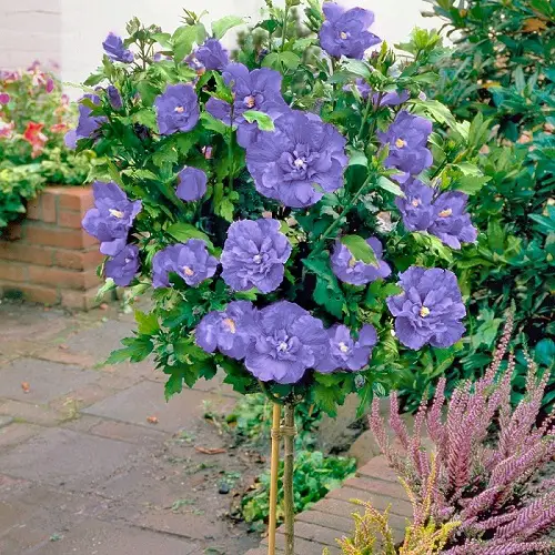 best Blue Flower Names with Pictures