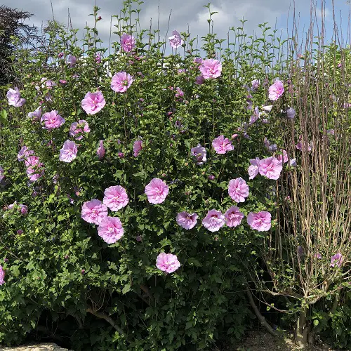 Most Outstanding Varieties of Rose of Sharon