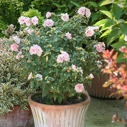Top Rose of Sharon Types in pot