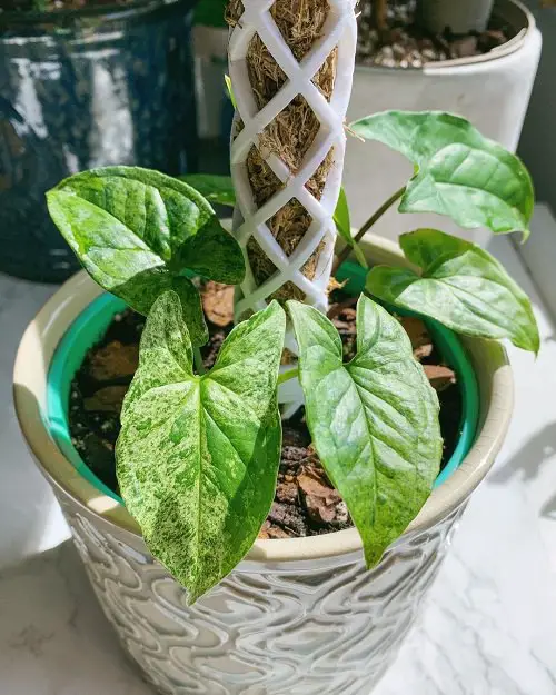 How to Propagate Syngonium in Soil