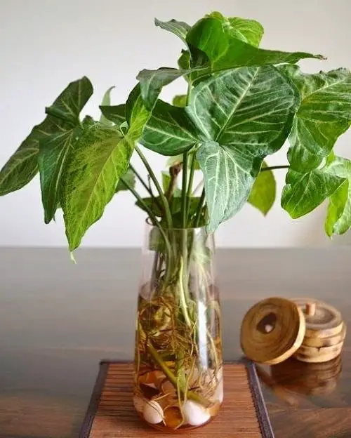 How to Propagate Syngonium in Water