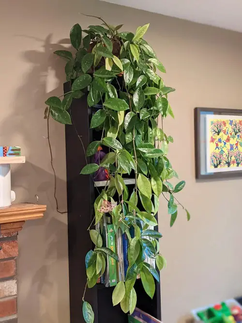Let the Hoya Cascade Down the Bookshelf