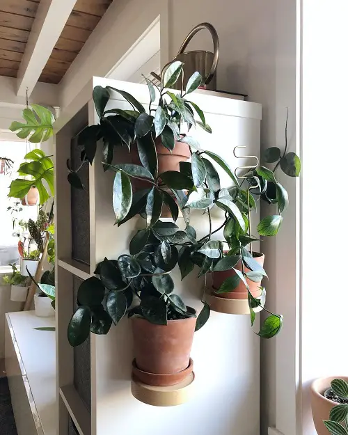 Dark Green Hoya Gracing the Kitchen Cabinet