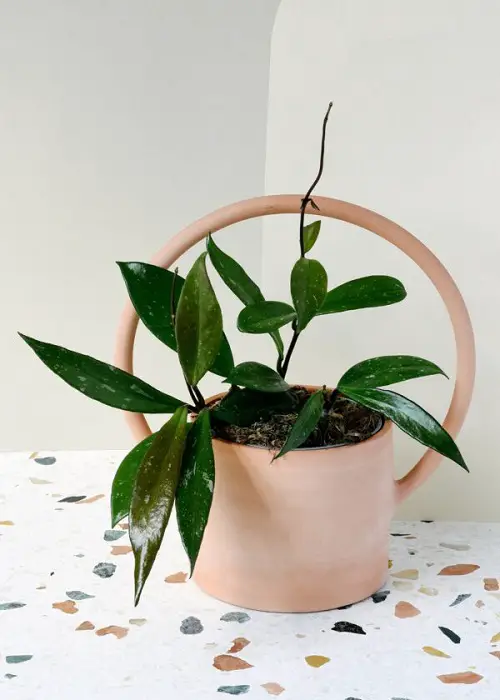 Hoya in Pastel Peach Planter