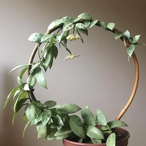 Crown of Gorgeous Hoya Foliage