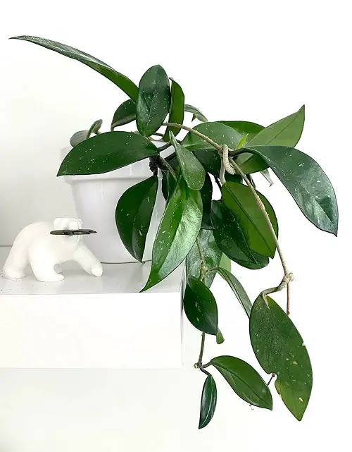Display the Striking Leaves in a Pure White Tub
