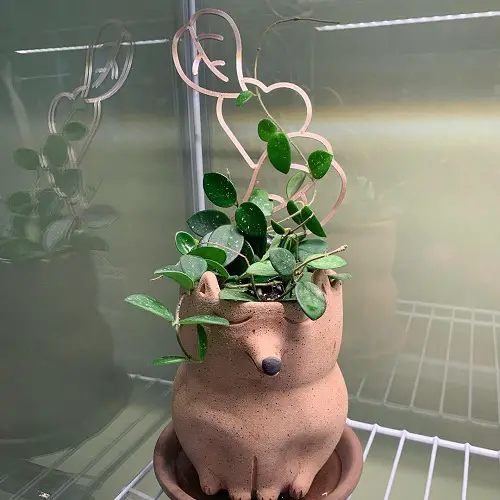 Invite Cute Moodies to Vine the Hoya Mathilde