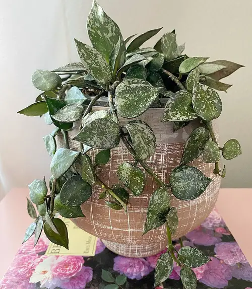 Beautiful Variegated Hoya in a Gorgeous Planter