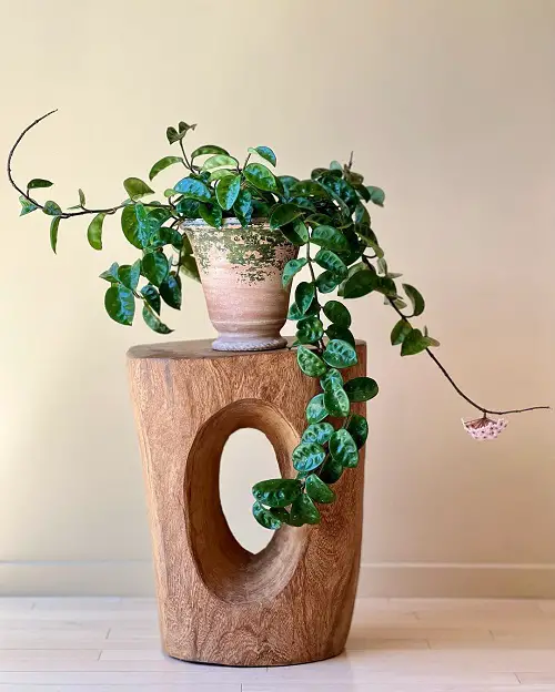 Display hoya Crinkled Foliage on Carved Wooden Stool