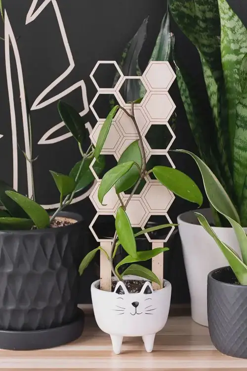 Use Geometric Stakes to Vine the Lush Plant