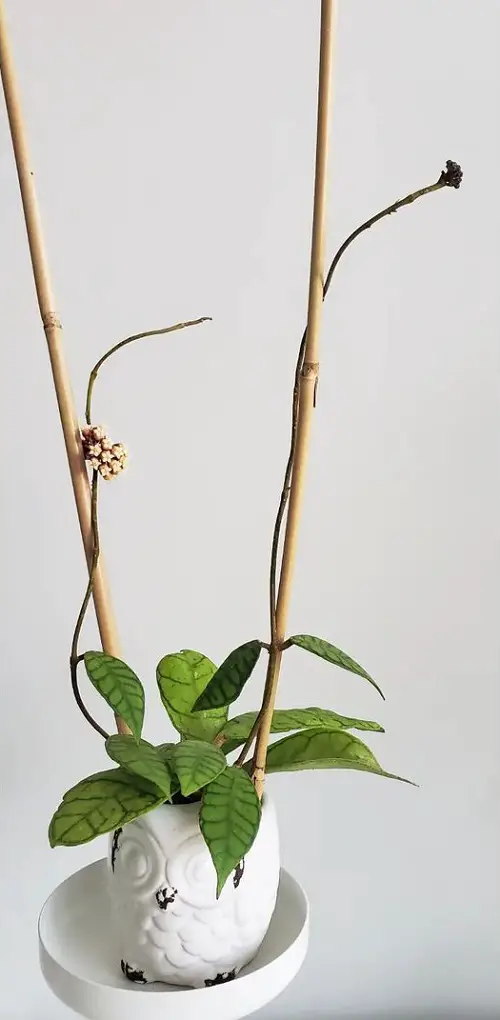 Twirl the Waxy Leaves Around Stakes in an Owl Face Planter