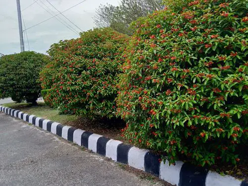 stunning Hedging Plants