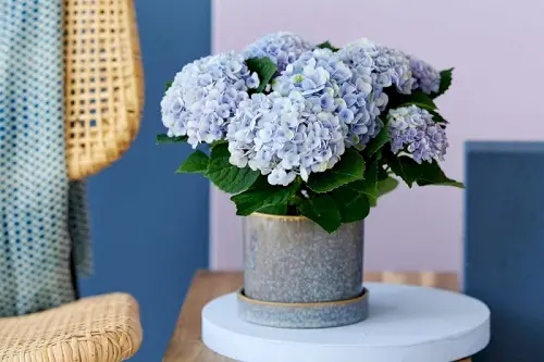 best Beautiful Japanese Indoor Plants