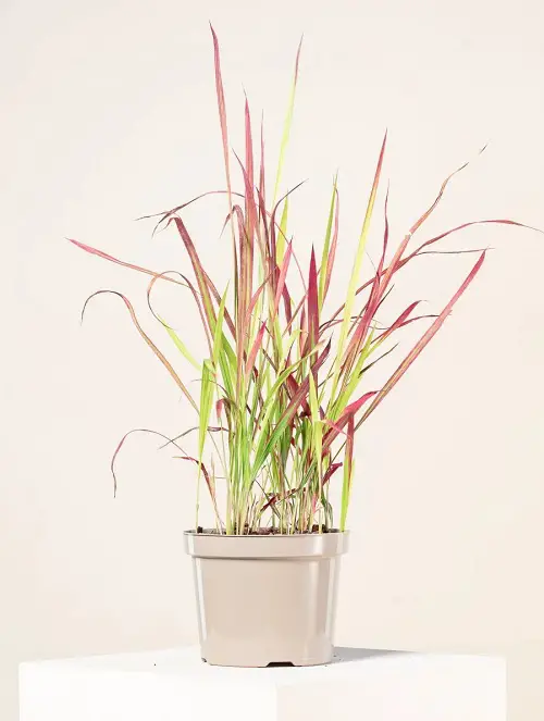 Lovely Indoor Japanese Plants