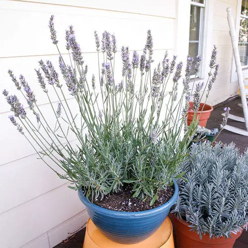 Lavender Varieties