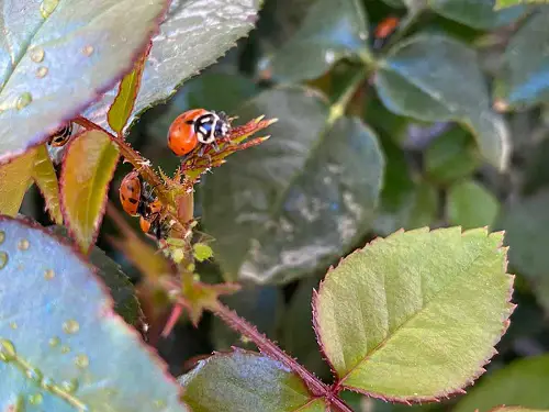 Get Rid of Aphids on Roses