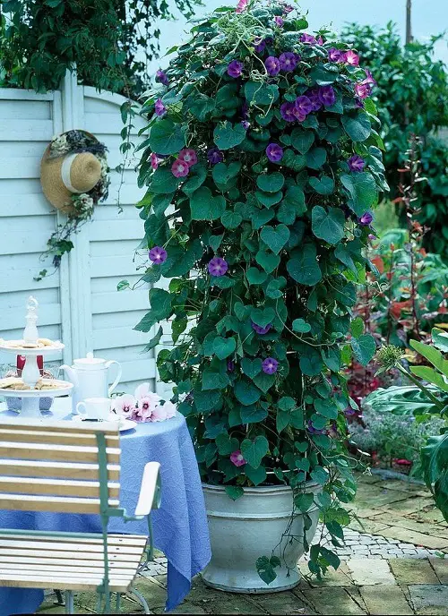 Best Vines and Climbers for the Balcony and Patio