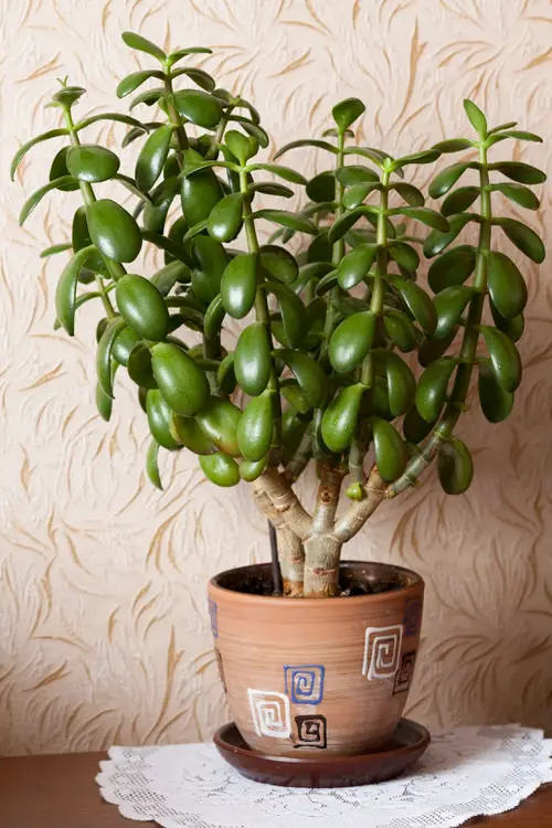 Best Types of Jade Plants indoor