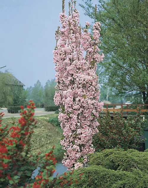 Narrow Trees for Containers & Small Gardens