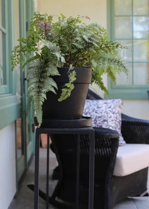 Gorgeous Houseplants for Japan