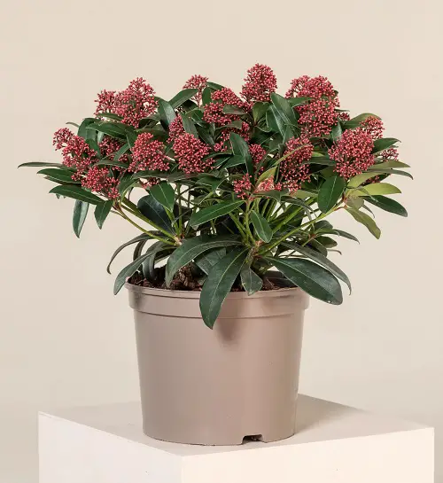 beautiful Lovely Indoor Japanese Plants
