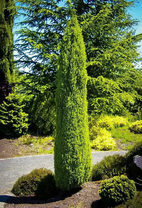 Amazing Greatest Narrow Trees for Small Gardens & Containers